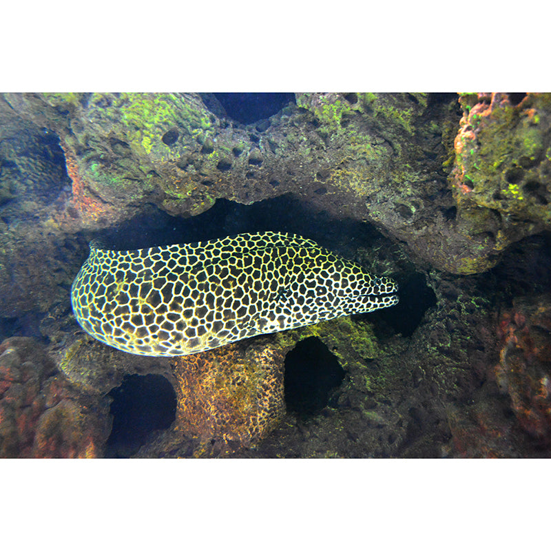 Photography Wall Mural Stain Resistant Environmental Bathroom Fish Wallpaper