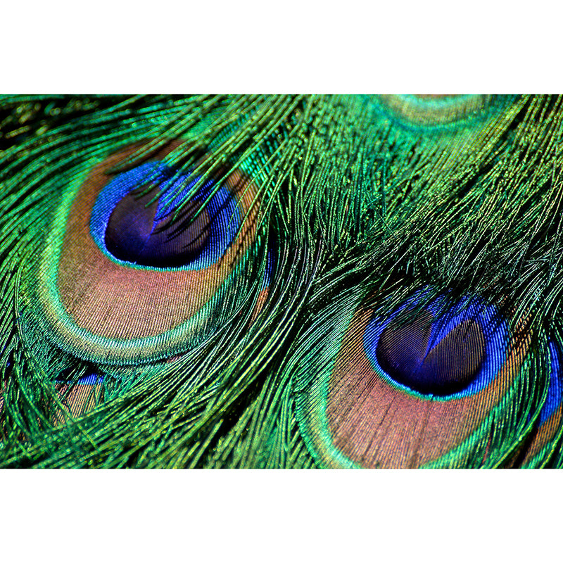 Fashionable Wall Mural Peacock Feather Print Drawing Room Wall Mural