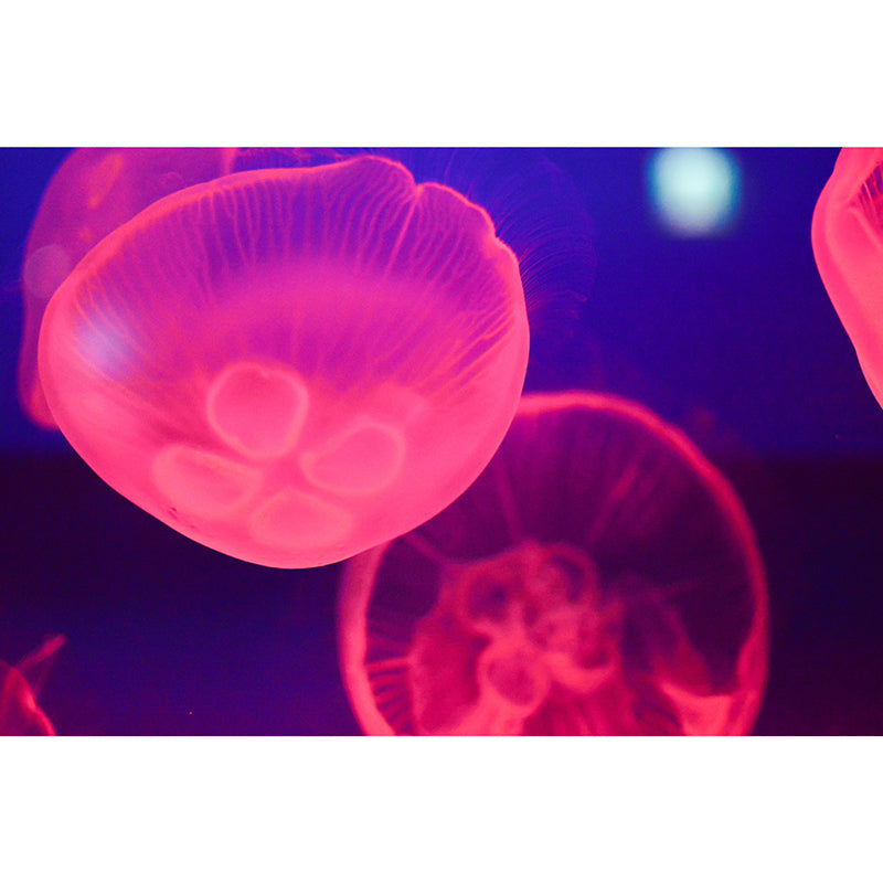 Tropical Stain Resistant Wall Mural Bathroom Murals Jellyfish Photography Wall Mural