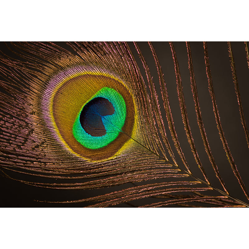 Decorative Wall Mural Peacock Feather Printed Sitting Room Wall Mural