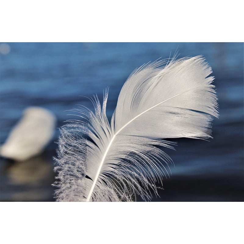 Decorative Wall Mural Feather Printed Sitting Room Wall Mural