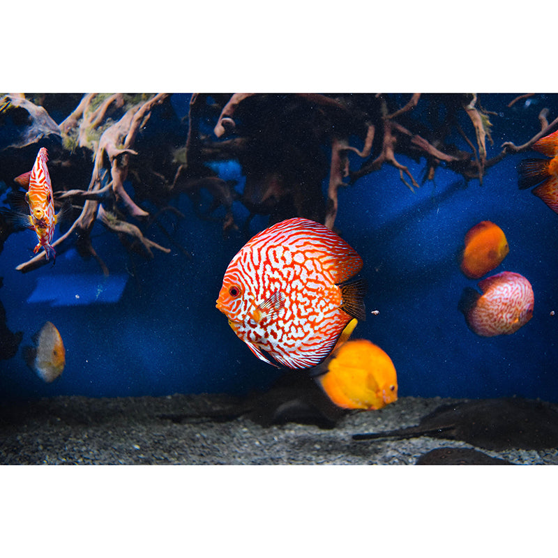 Tropical Photography Wall Mural Fish Pattern Stain Resistant Wall Mural