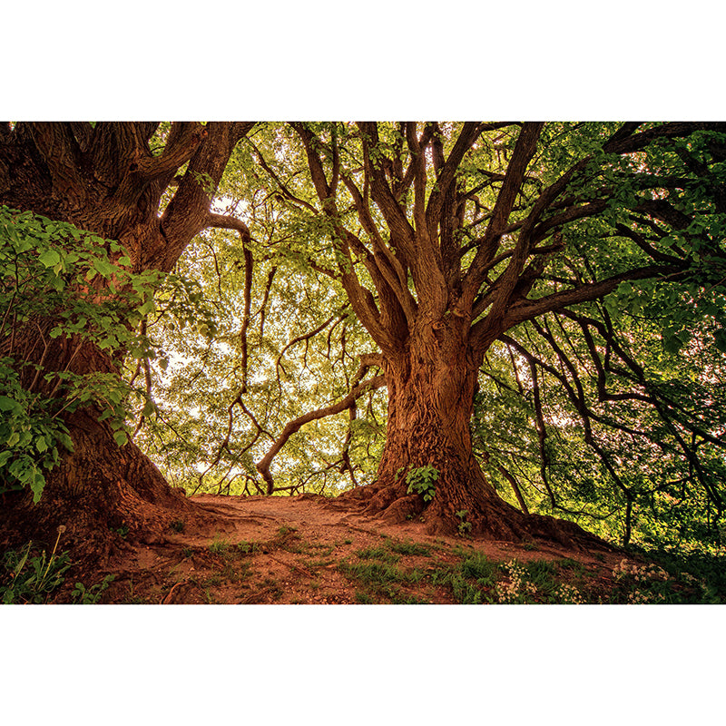 Environmental Wallpaper Forest Mildew Resistant Photography Wall Murals for Home