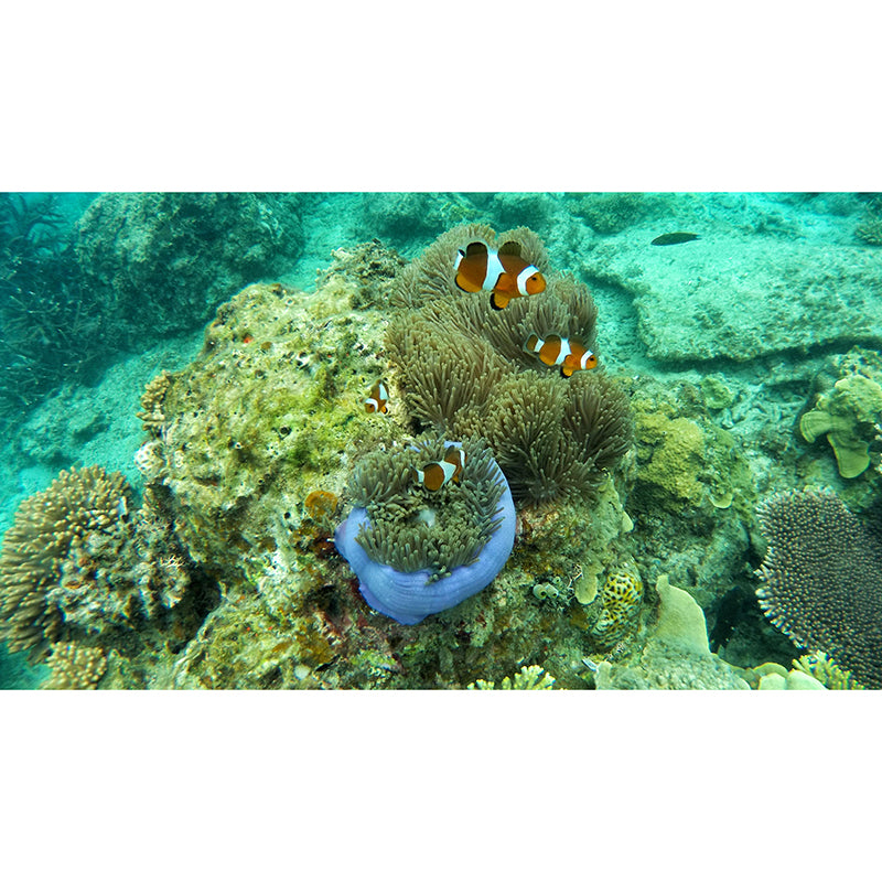 Lifelike Wall Mural Clown Fish Printed Sitting Room Wall Mural