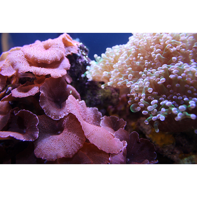 Attractive Wall Mural Coral Patterned Living Room Wall Mural