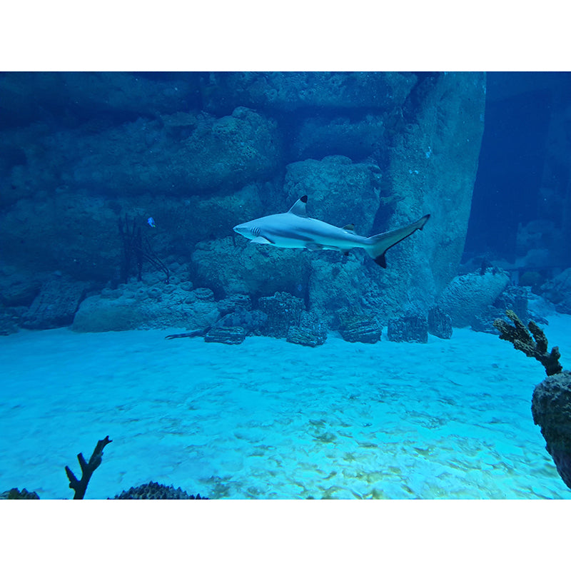 Fashionable Wall Mural Shark Pattern Drawing Room Wall Mural