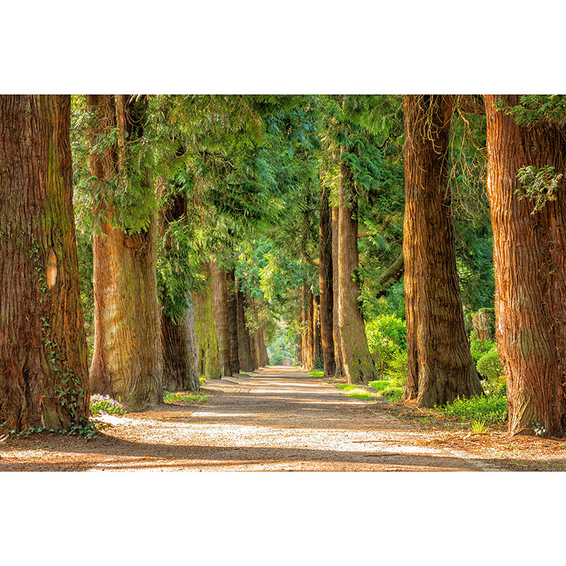 Photography Environmental Wall Mural Forest Stain Resistant Home Wall Mural