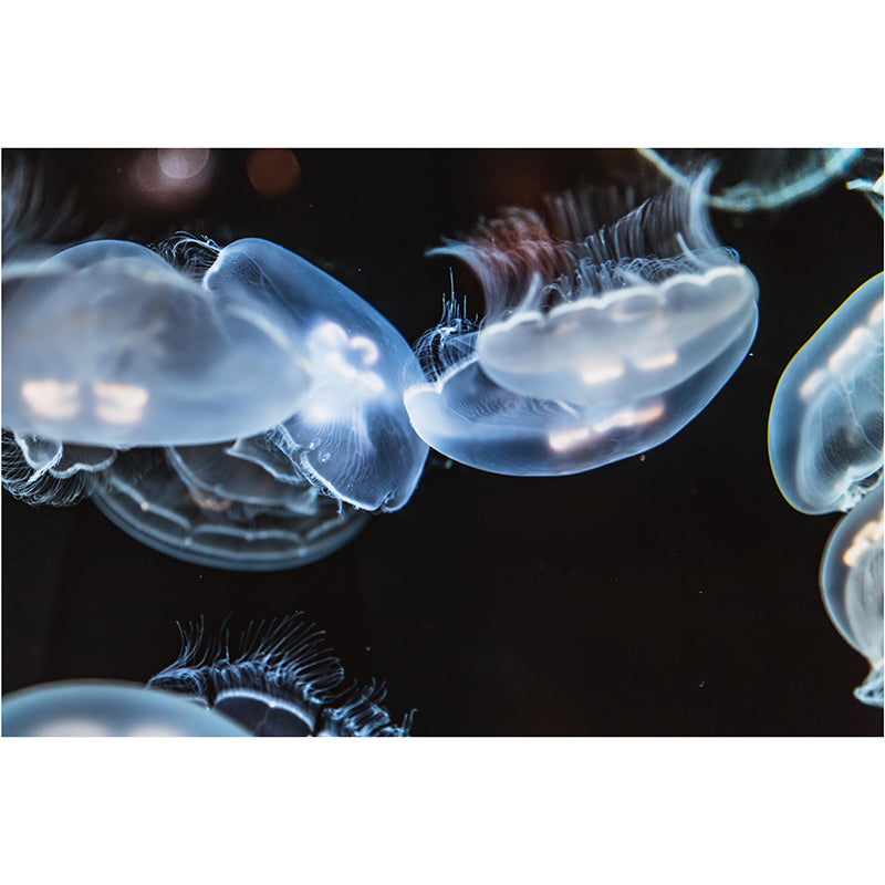 Pleasing Wall Mural Jellyfish Printed Sitting Room Wall Mural