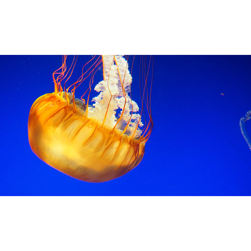 Exquisite Wall Mural Jellyfish Pattern Drawing Room Wall Mural