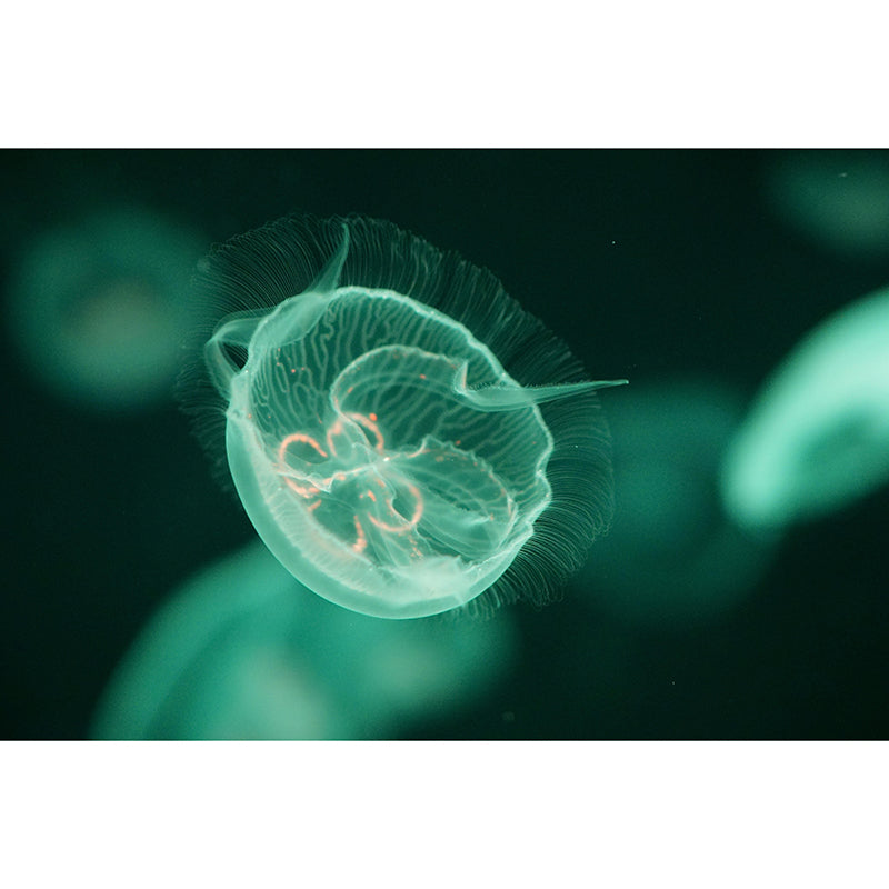 Alluring Wall Mural Jellyfish Pattern Living Room Wall Mural