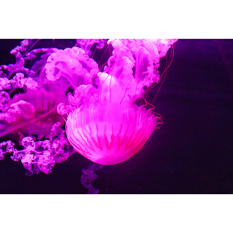 Stunning Wall Mural Jellyfish Patterned Sitting Room Wall Mural