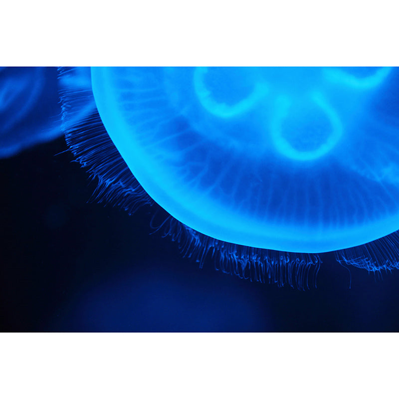 Attractive Wall Mural Jellyfish Printed Drawing Room Wall Mural