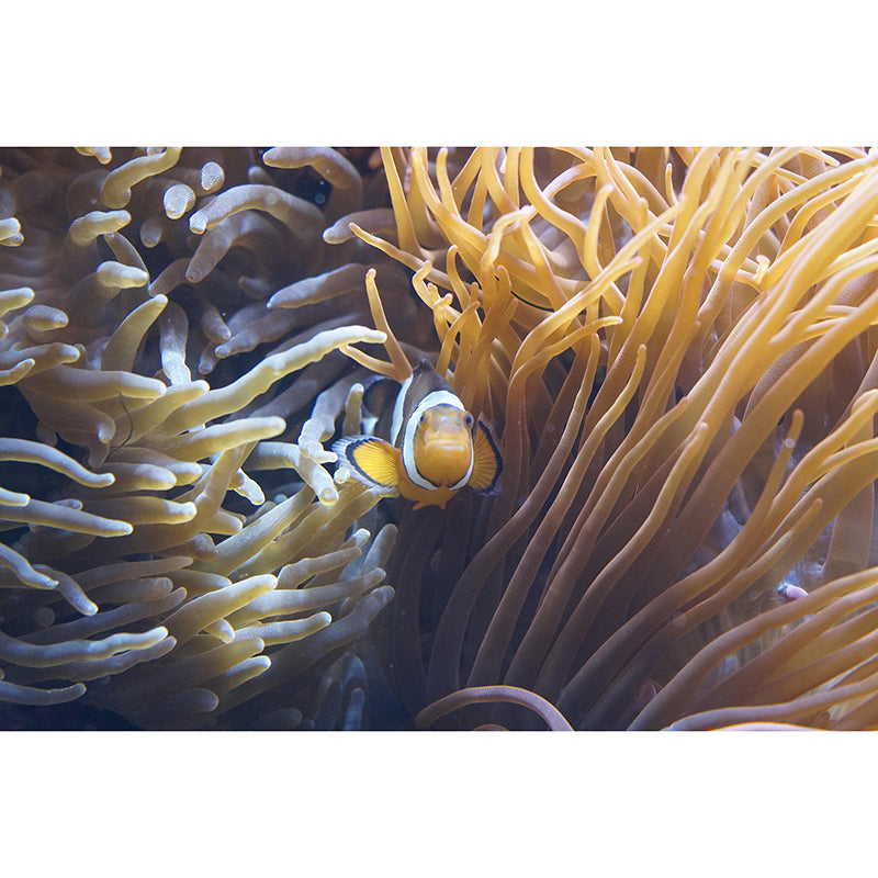 Photography Wall Mural Coral Patterned Living Room Wall Mural