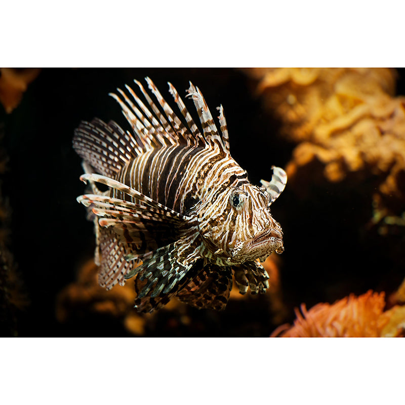 Photography Wall Mural Sea Turtle Patterned Living Room Wall Mural