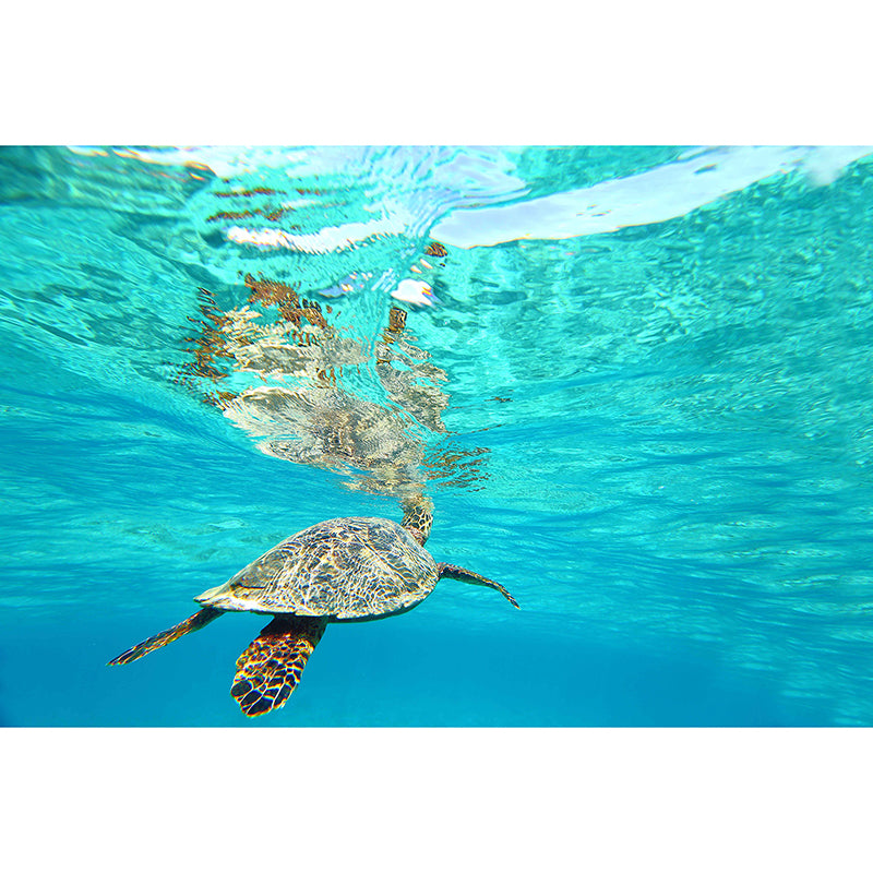 Popular Wall Mural Sea Turtle Printed Drawing Room Wall Mural