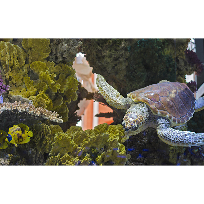 Fancy Wall Mural Sea Turtle Patterned Sitting Room Wall Mural