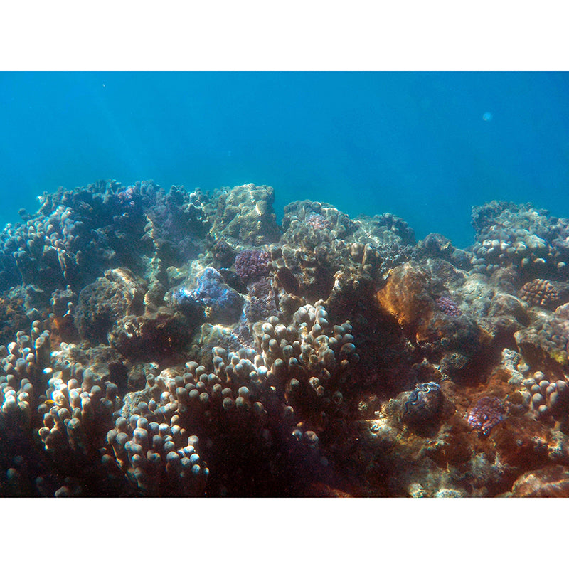 Decorative Wall Mural Wallpaper Deep Sea Printed Sitting Room Wall Mural