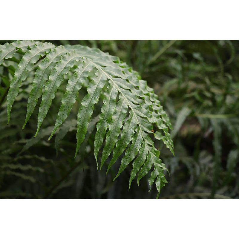 Decorative Wall Mural Tropical Plant Leaf Printed Sitting Room Wall Mural