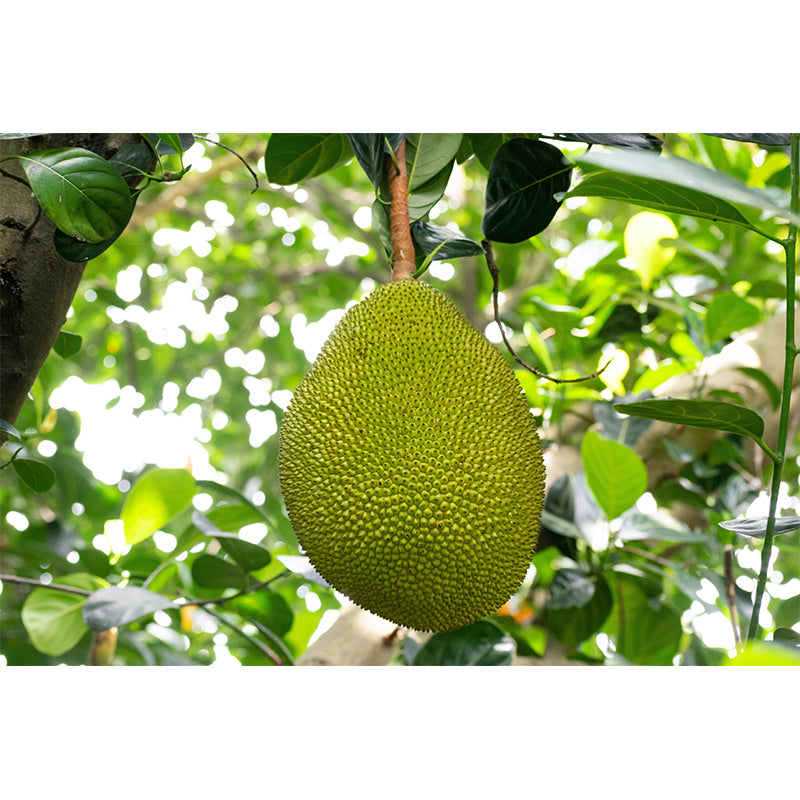 Fashionable Wall Mural Coconut Pattern Living Room Wall Mural