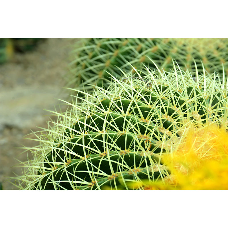 Decorative Wall Mural Cactus Printed Sitting Room Wall Mural