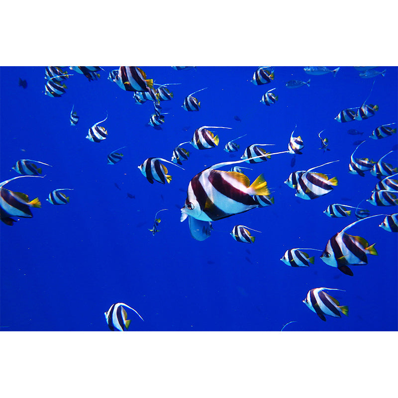 Fashionable Wall Mural Fish Patterned Sitting Room Wall Mural