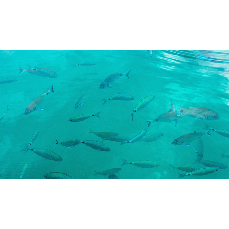 Attractive Wall Mural Seabed Patterned Living Room Wall Mural