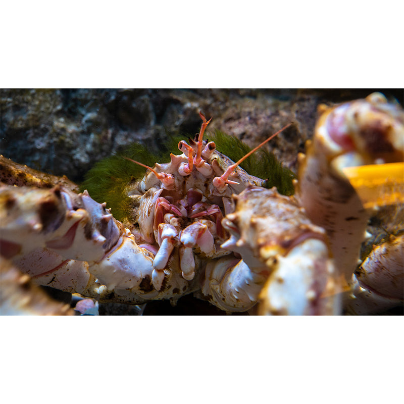 Pleasing Wall Mural Octopus Patterned Sitting Room Wall Mural