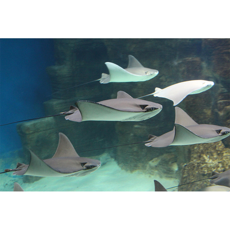 Fashionable Wall Mural Fish Patterned Living Room Wall Mural