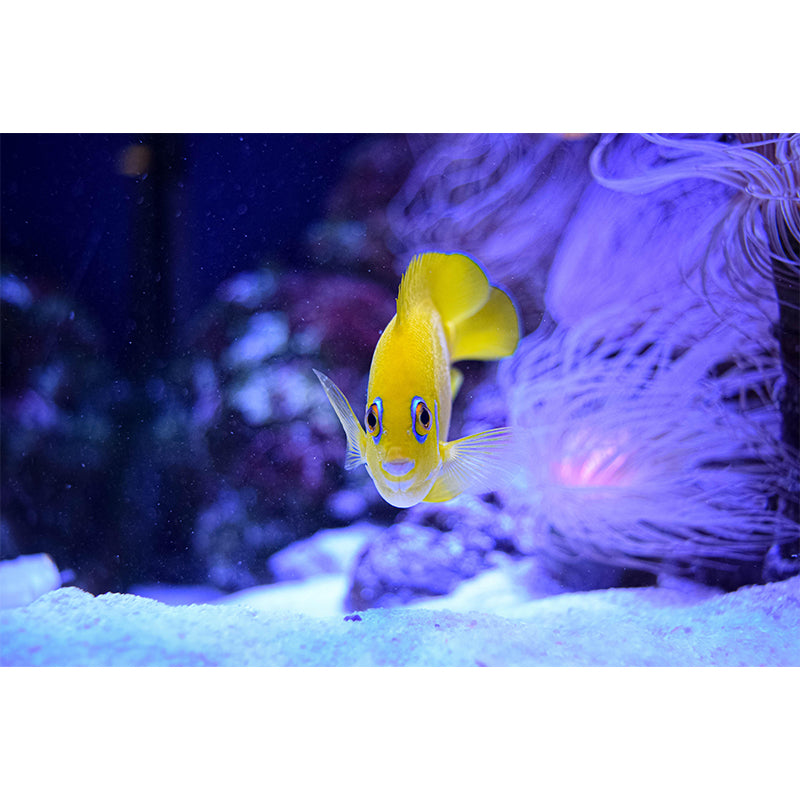 Photography Wall Mural Fish Patterned Sitting Room Wall Mural