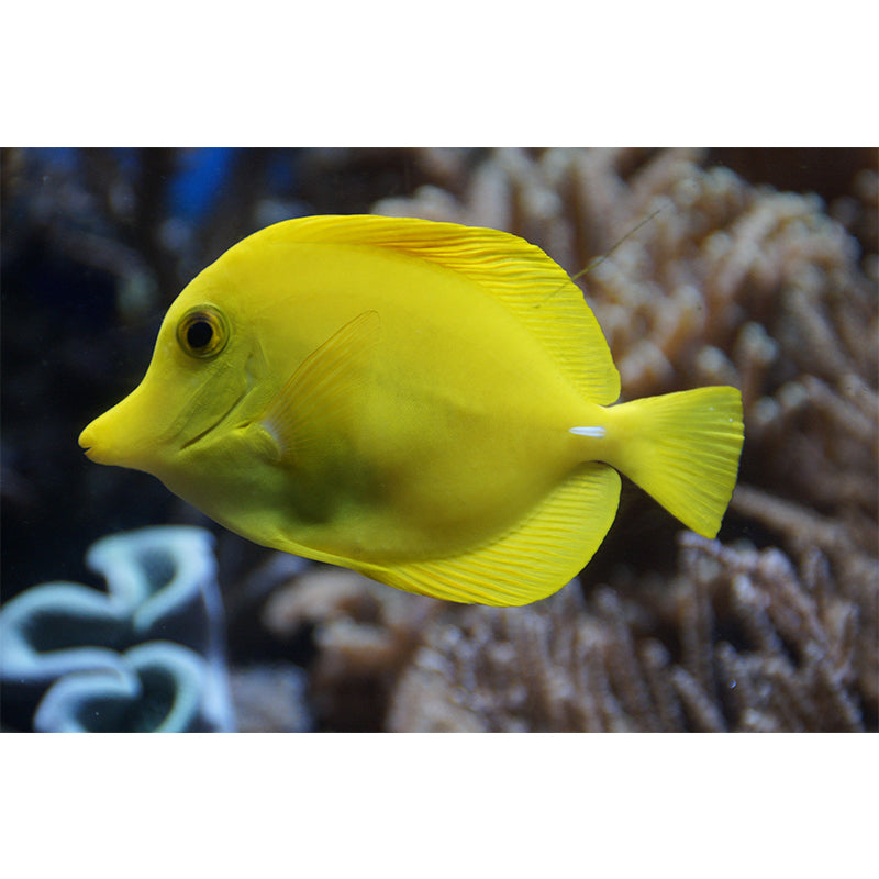 Attractive Wall Mural Fish Patterned Drawing Room Wall Mural