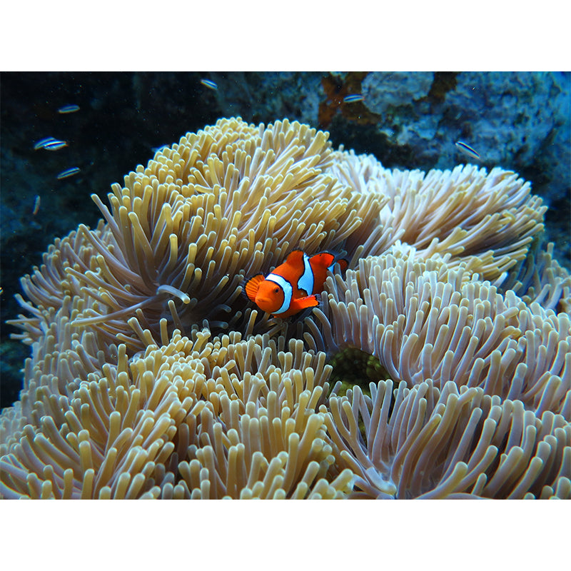 Fancy Wall Mural Clown Fish Patterned Drawing Room Wall Mural