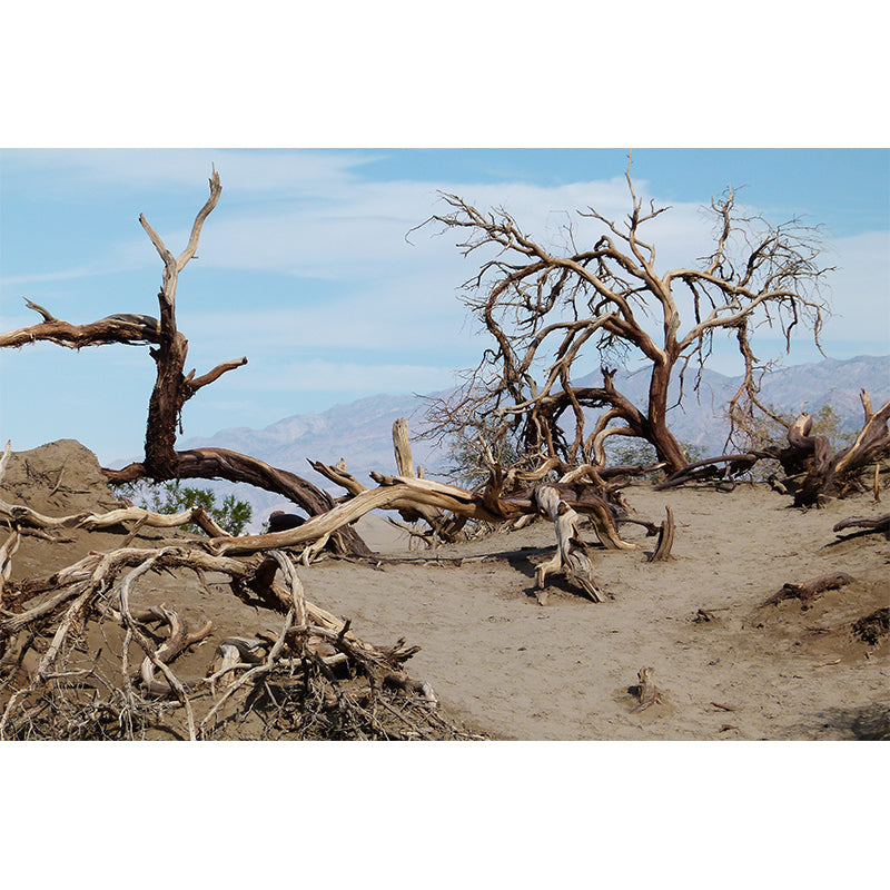 Landscapes Photography Wall Mural Stain Resistant Desert Contemporary House Murals