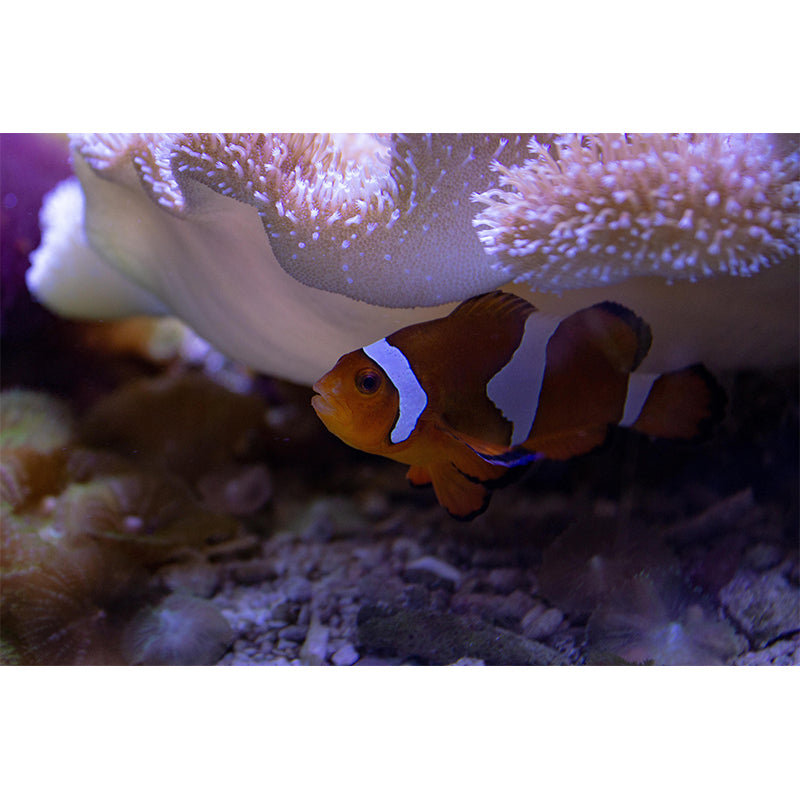 Fashionable Wall Mural Clown Fish Print Sitting Room Wall Mural