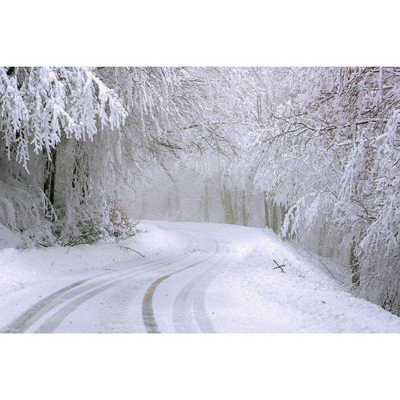 Photography Forest Wall Mural Living Room Environmental Stain Resistant Mural