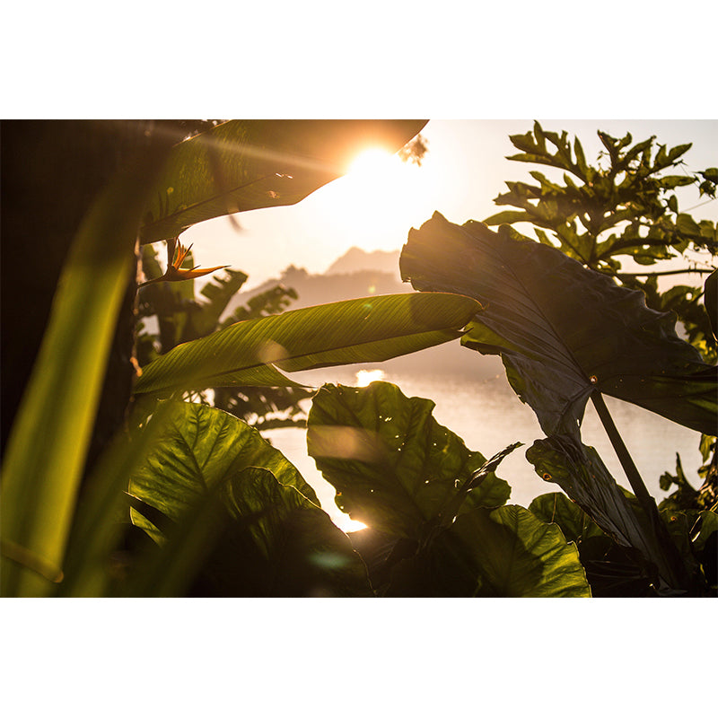 Stunning Wall Mural Tropical Plant Leaf Pattern Living Room Wall Mural