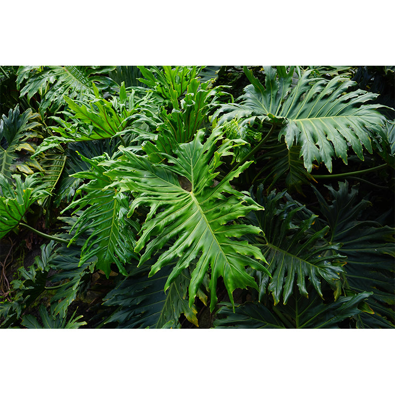 Attractive Wall Mural Tropical Plant Leaf Print Sitting Room Wall Mural