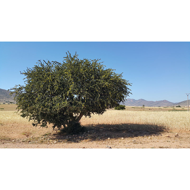 Landscapes Environmental Wall Mural Stain Resistant Desert Photography Wall Mural