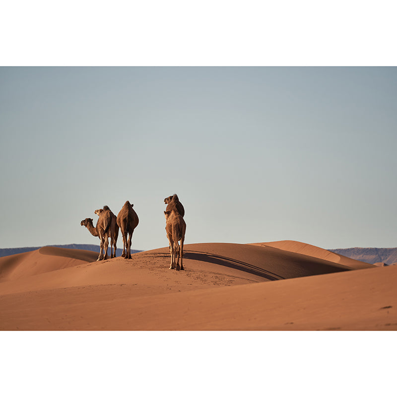 Decorative Desert Wall Mural Stain Resistant Living Room Photography Murals