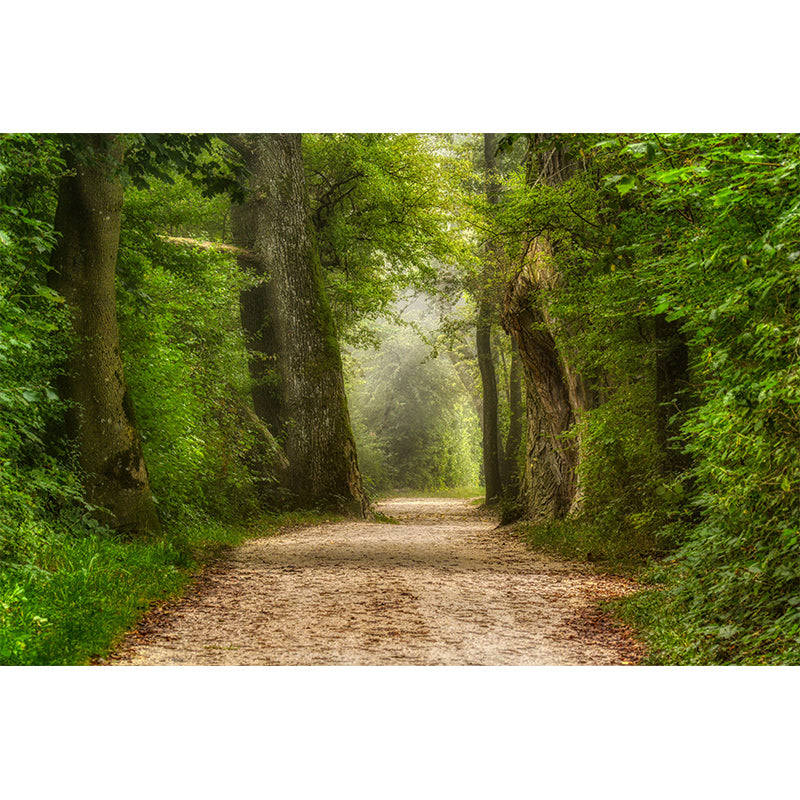 Photography Wall Mural Wallpaper Outdoor Path Living Room Wall Mural