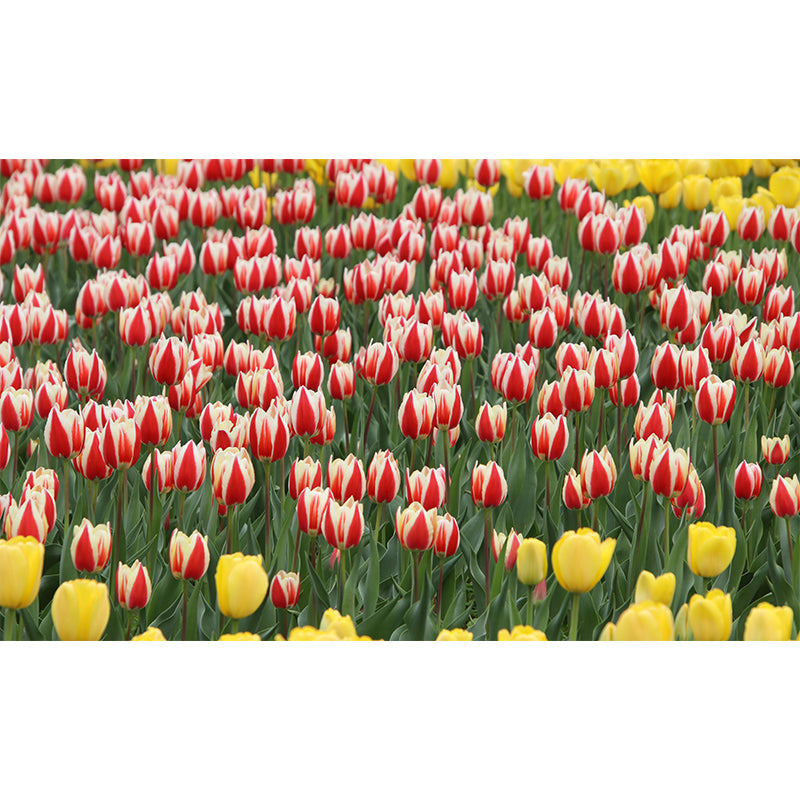 Photography Flower Field Mural Mildew Resistant Wallpaper Living Room Wall Mural