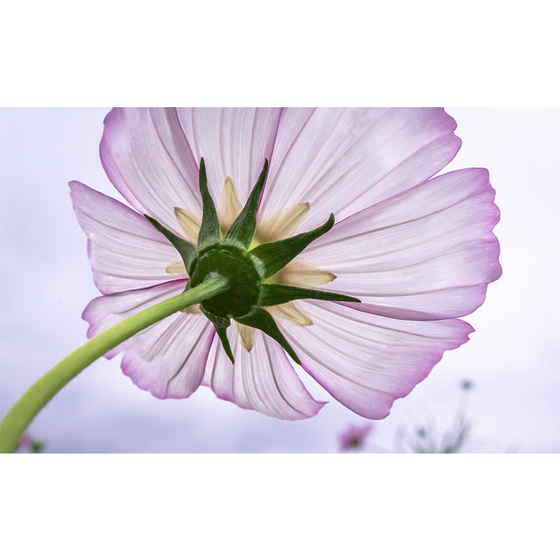 Modern Style Photography Mural Wallpaper Flowers Indoor Wall Mural