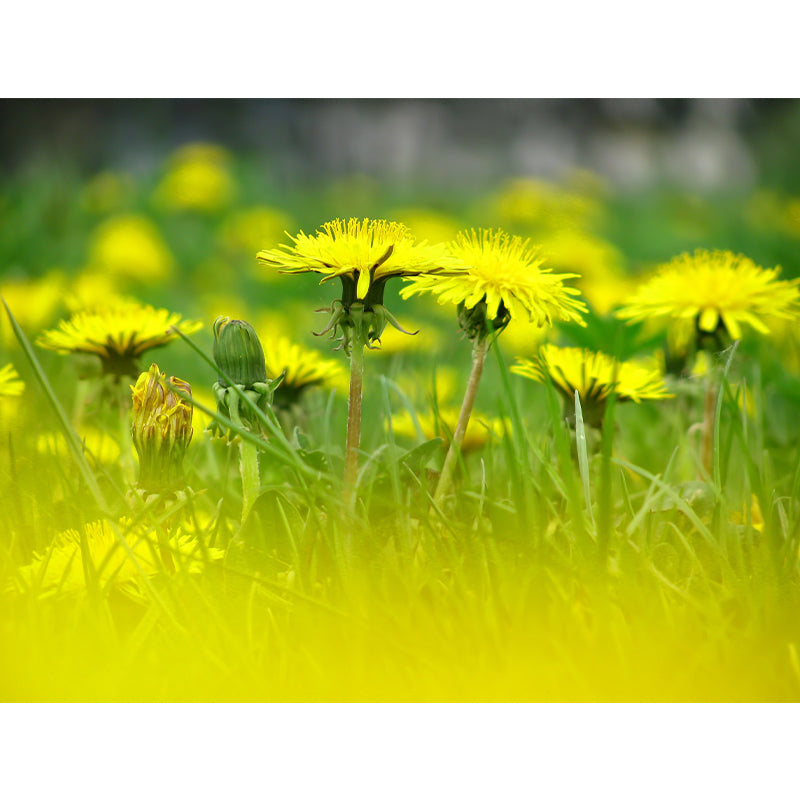 Environmental Wall Mural Wallpaper Plant Living Room Wall Mural