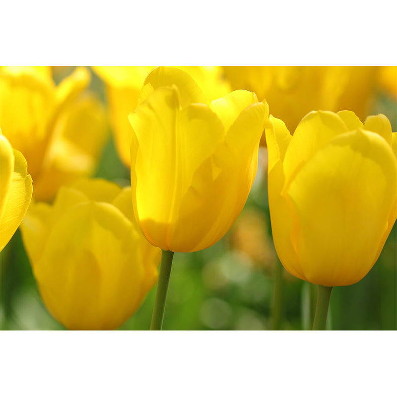 Environment Friendly Wall Mural Wallpaper Flower Sitting Room Wall Mural