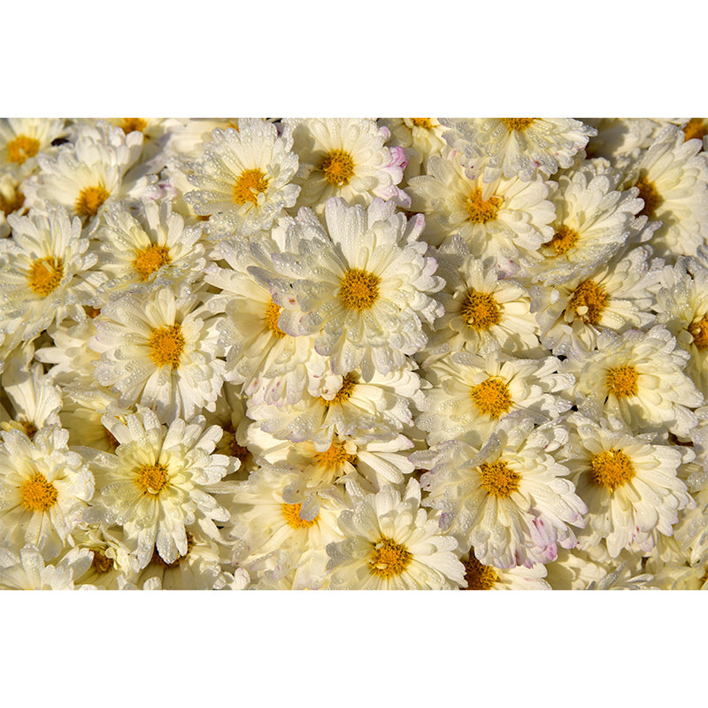 Photography Wall Mural Wallpaper Plant Sitting Room Wall Mural