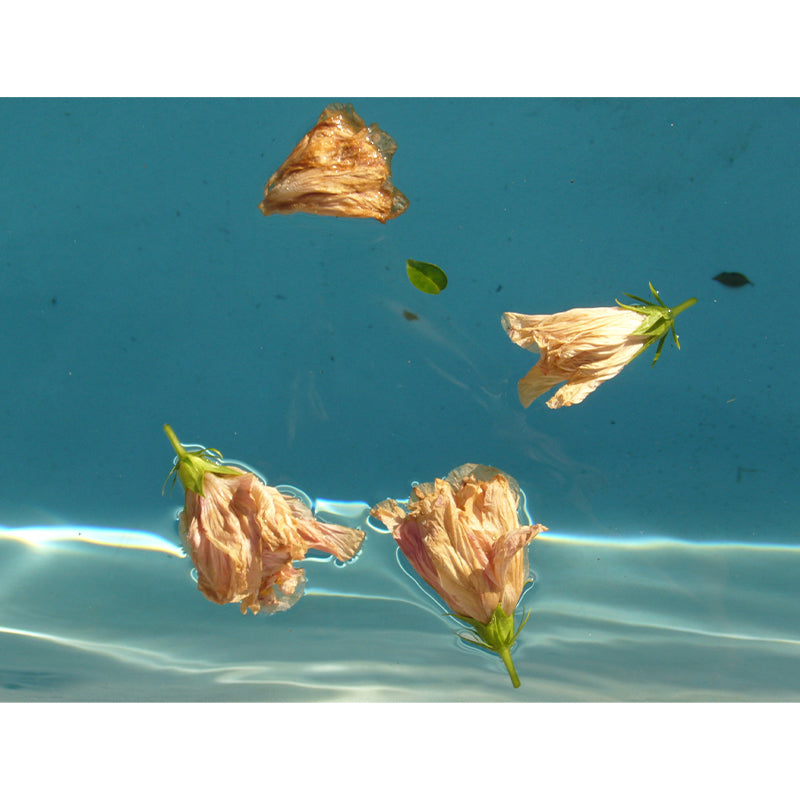 Flower Photography Mural Wallpaper Environment Friendly Indoor Wall Mural