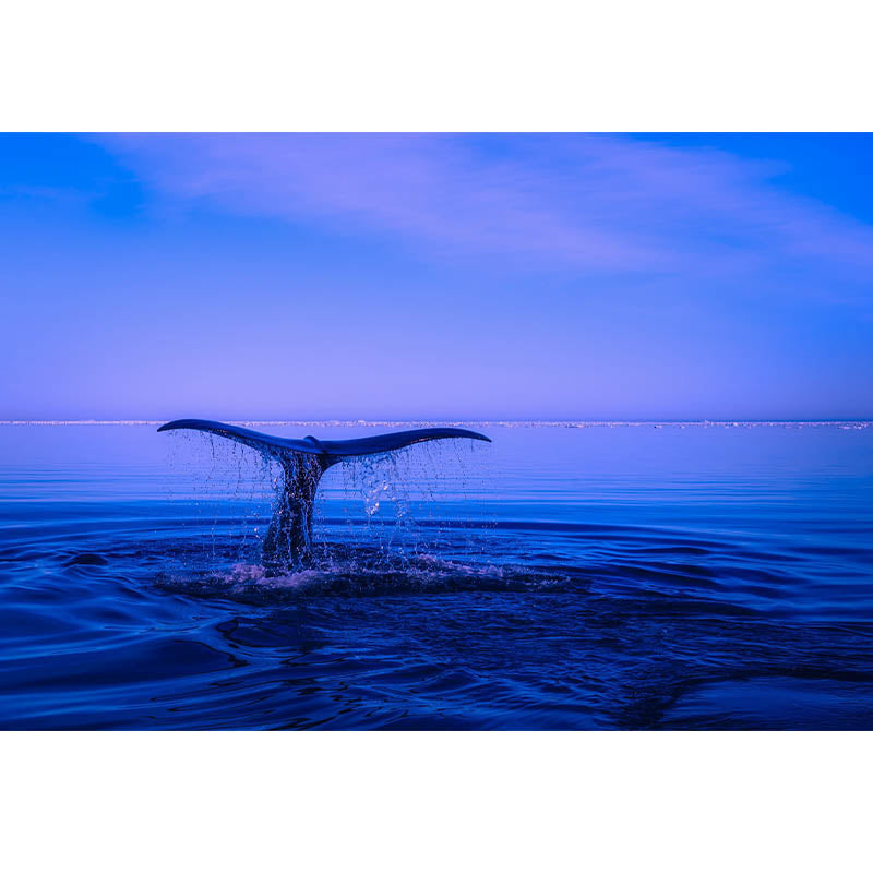 Wall Mural Photography Bedroom Coastal Sea Print Non-Pasted Environmental