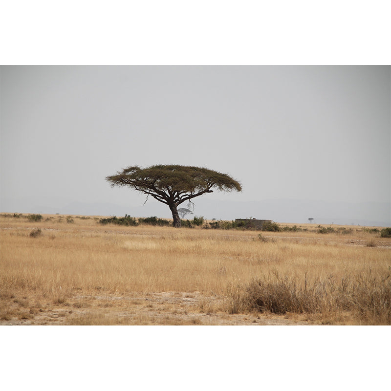 Grassland Photography Pattern Mildew Wall Mural Horizontalt for Living Room