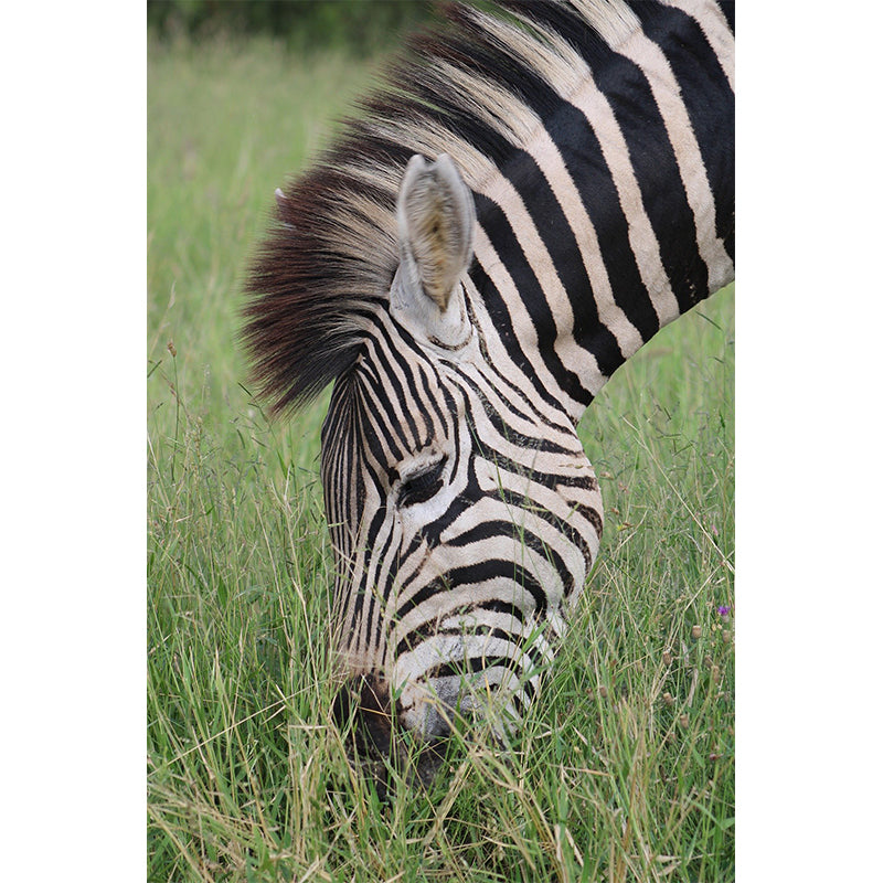 Animal Cute Photography Pattern Mildew Wall Mural Horizontalt for Living Room