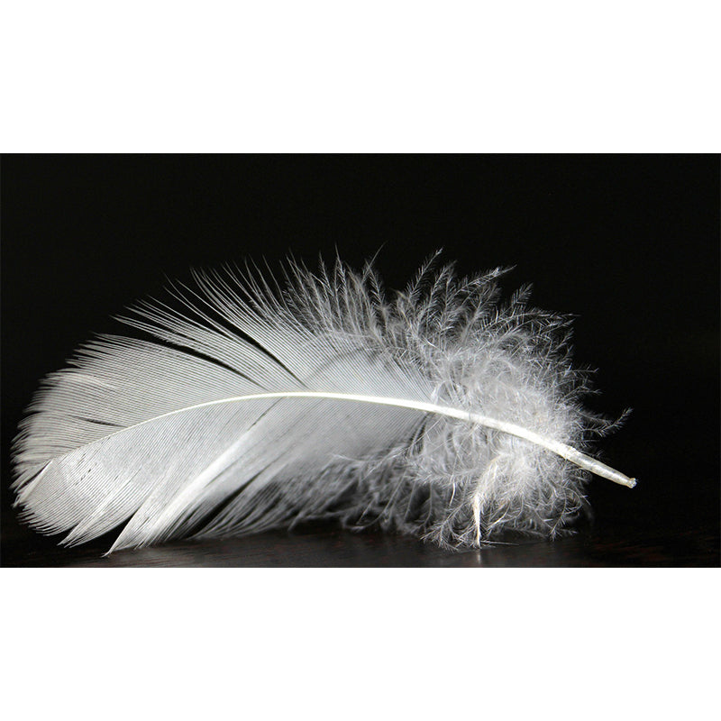 Contemporary Non-Pasted Wallpaper Photography Stain Resistant Feather Pattern Bedroom