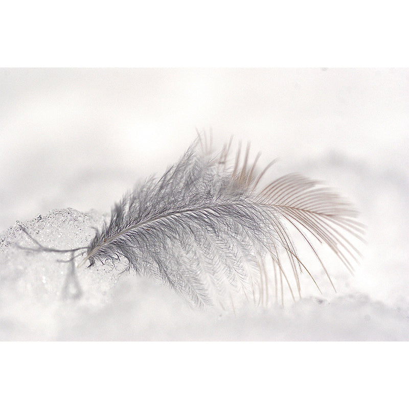 Decorative Wall Mural Photography Feather Living Room Modern Mildew Resistant